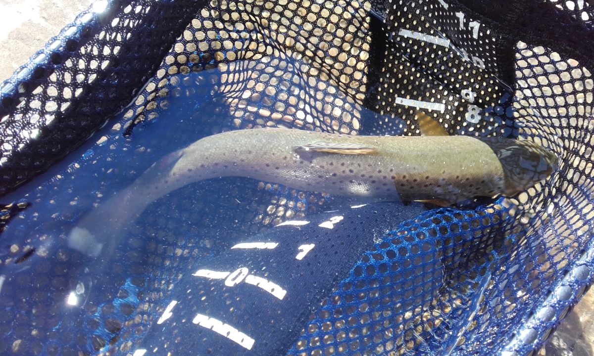 Ré ouverture de la truite Fédération de Pêche du Gard