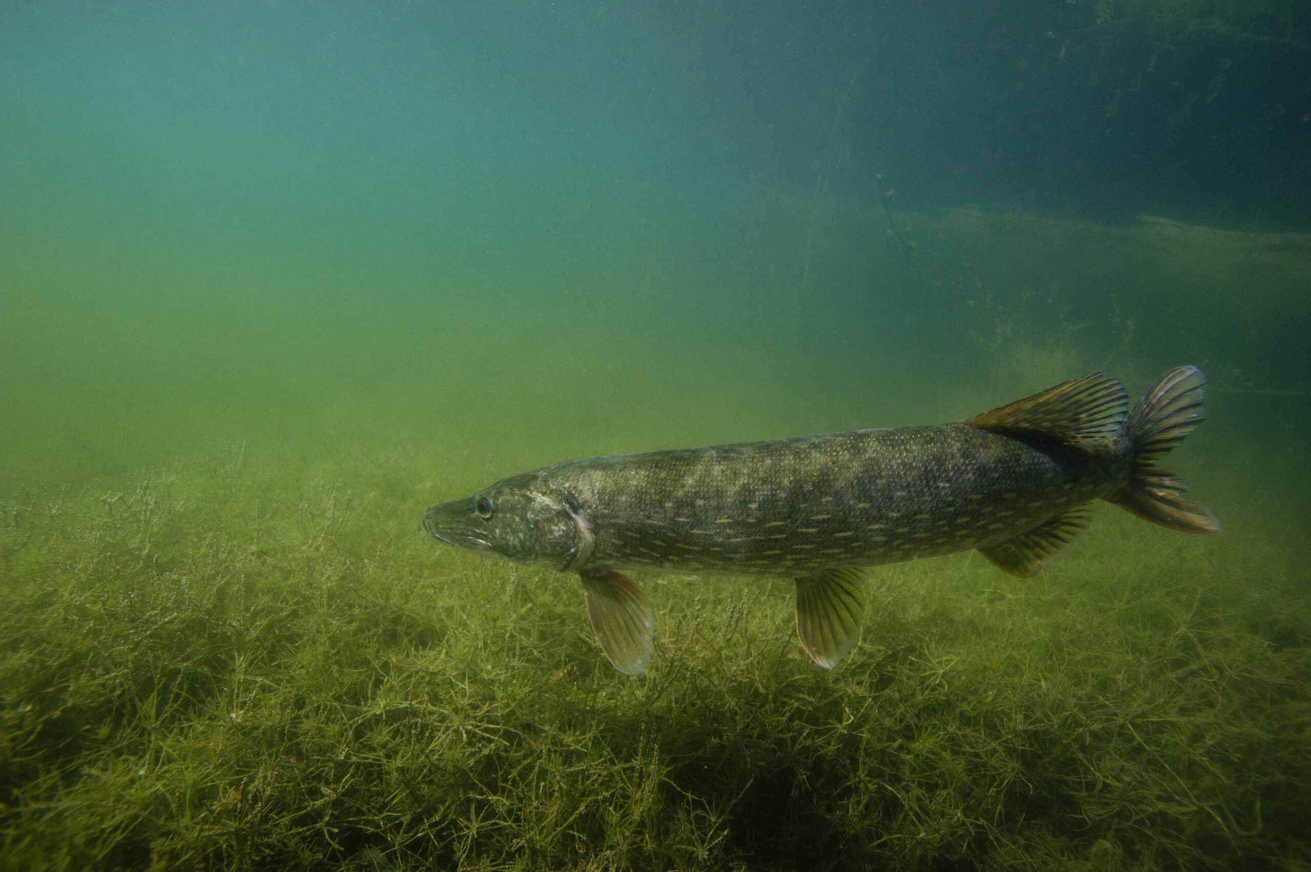 La réponse génétique aux influences des empoissonnements (1/1)