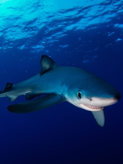 A la rencontre du requin peau bleue